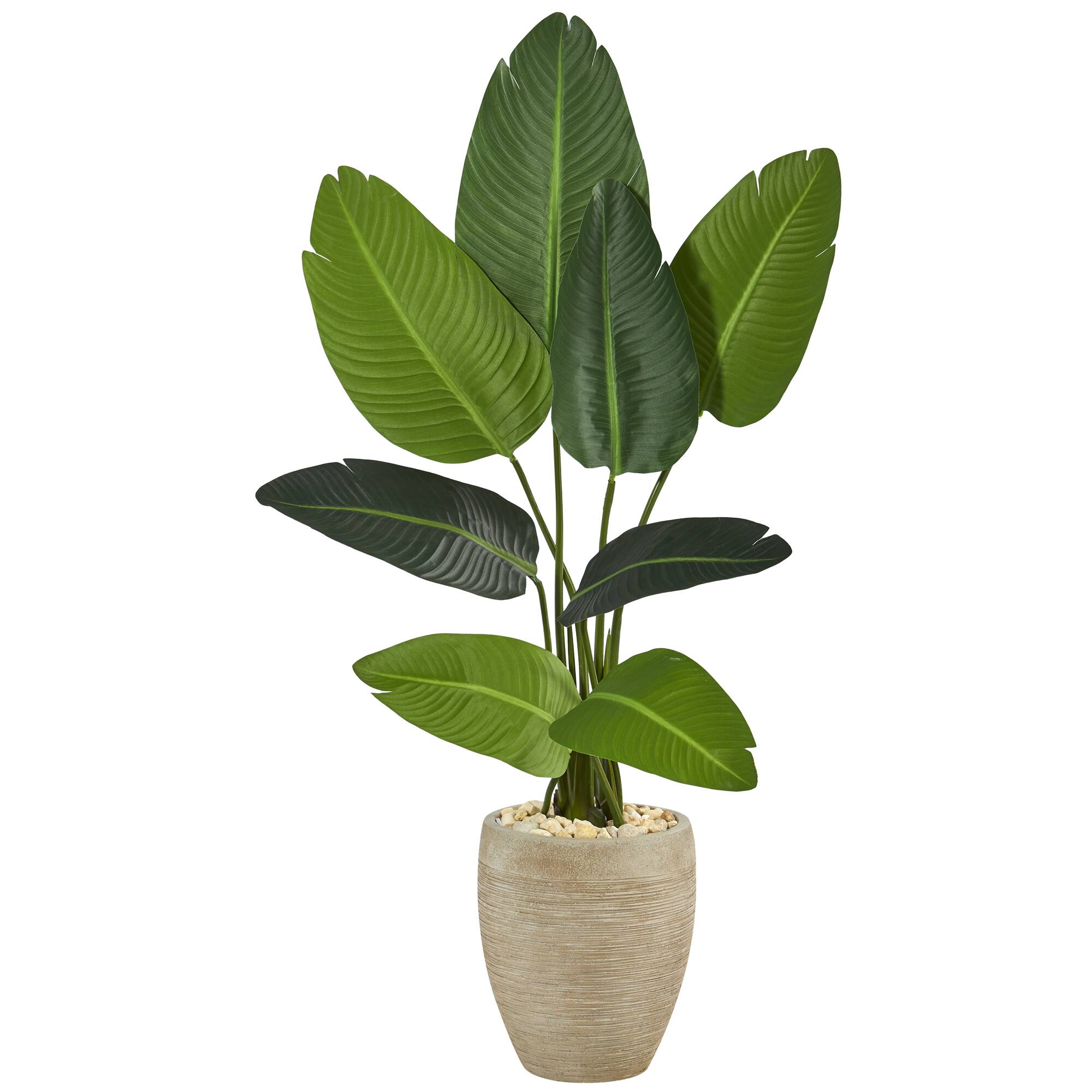 4ft. Travelers Palm Tree in Sand Colored Planter